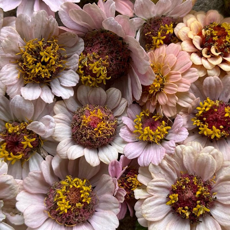Collect Seeds