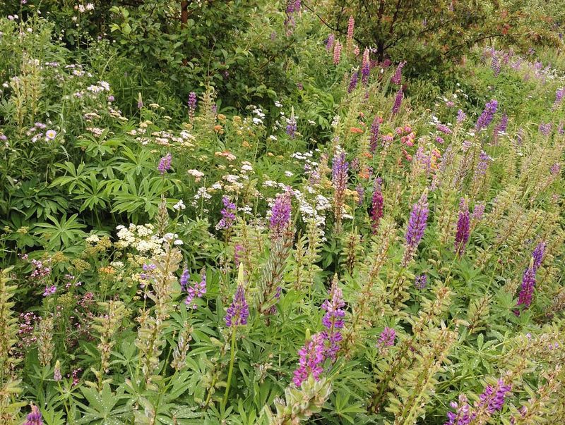 Embrace Native Plants