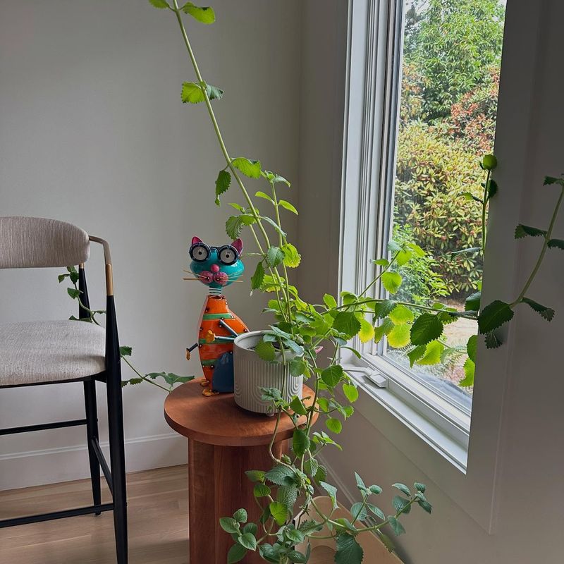 Temporary Plant Sitter