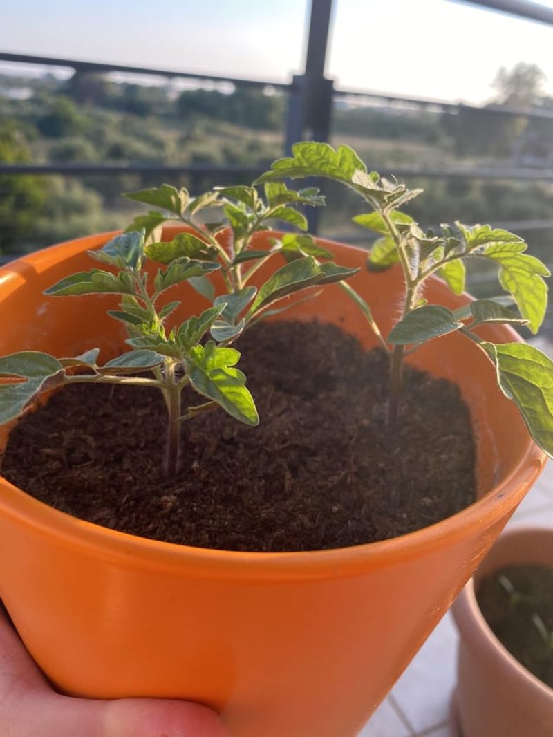 Container Conversion