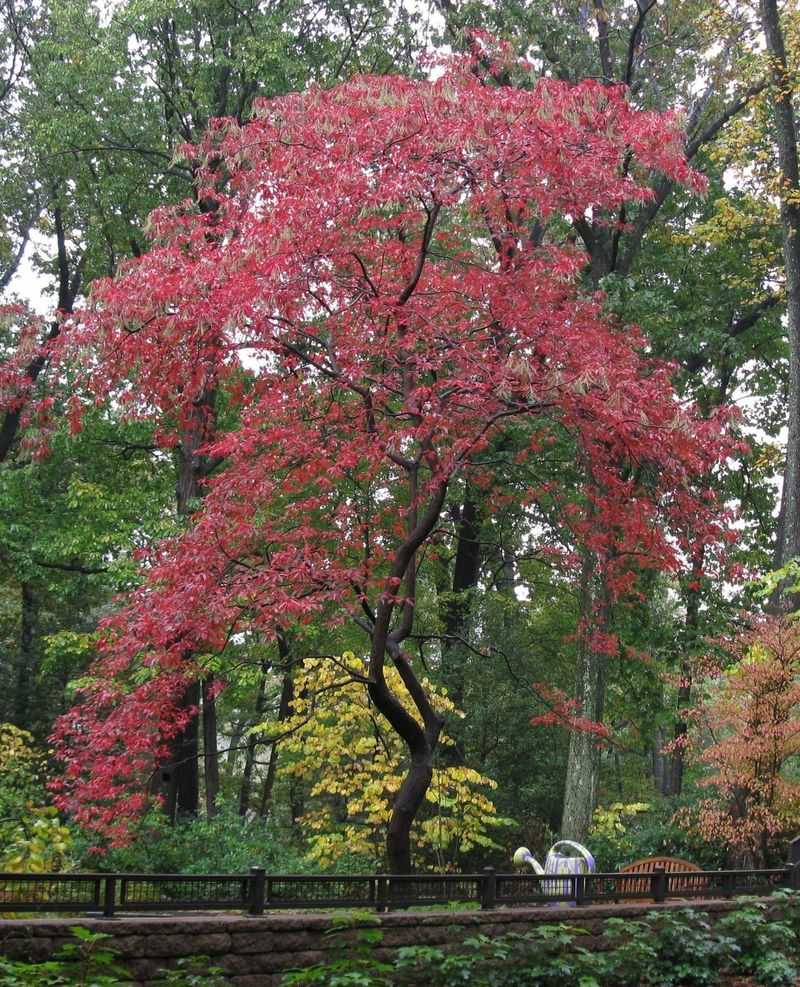 Plant Trees And Shrubs