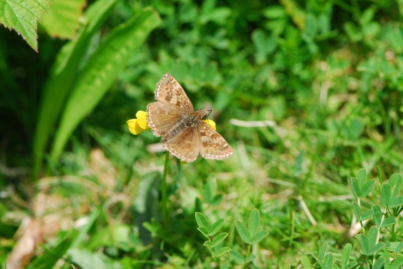 Install A Butterfly Hibernation Box