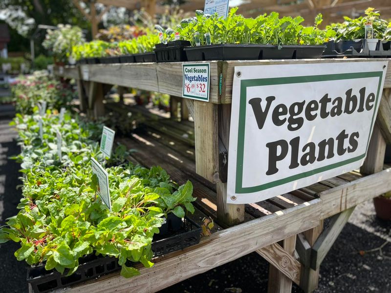 Start Fall Vegetables Now