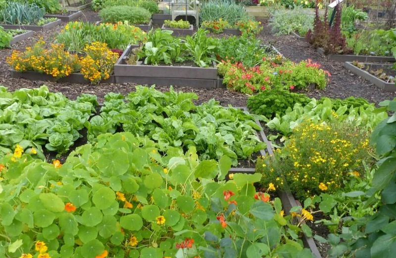 Practice Companion Planting