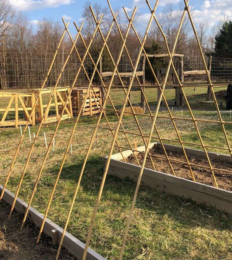 Build Bamboo Trellises