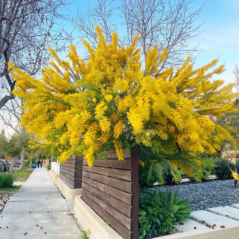 Rock-Bordered Microclimates With Acacia Trees