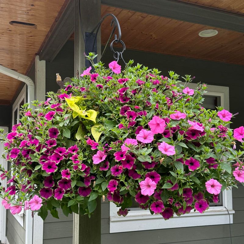 Shepherd's Hook Hanging Gardens