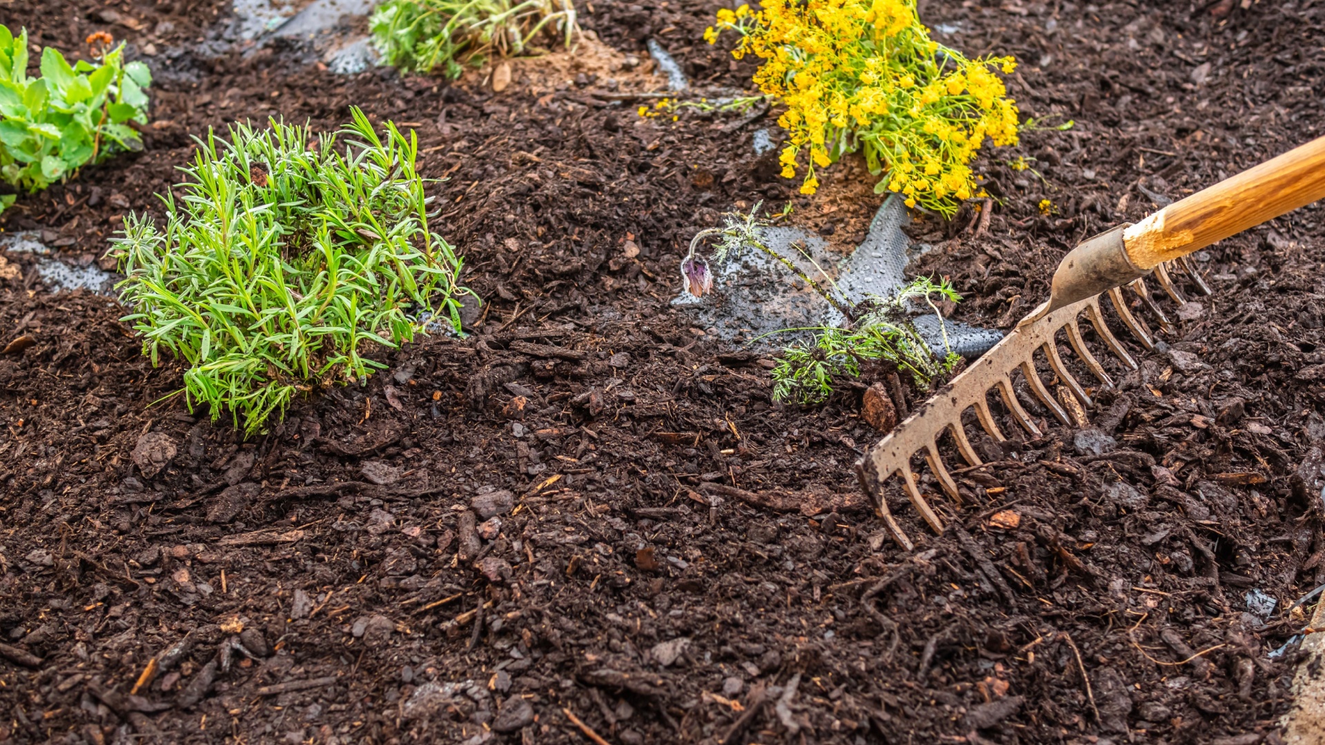 mulched garden