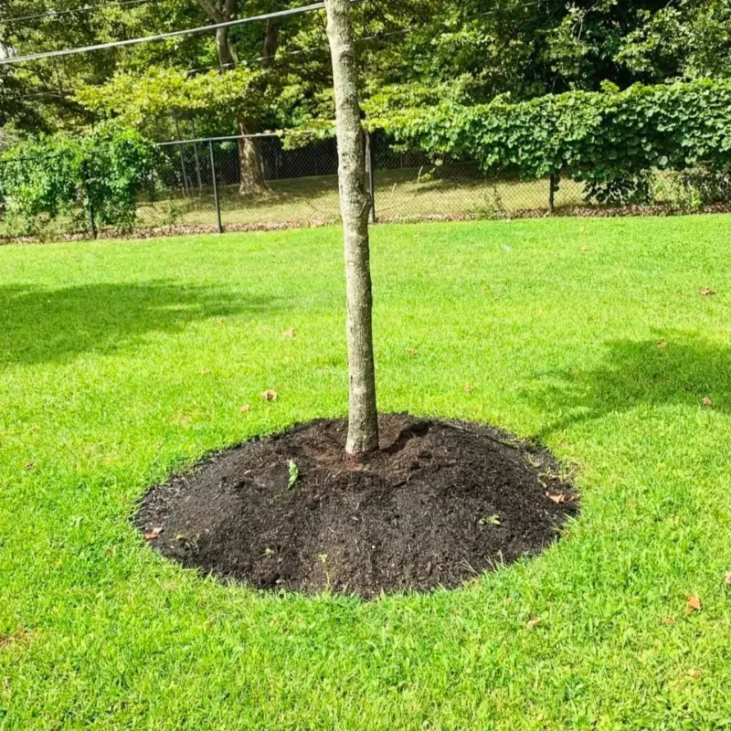 Piling Mulch Against Tree Trunks