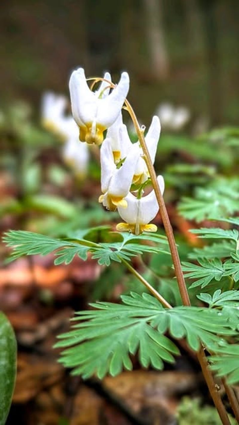 Dutchman's Breeches