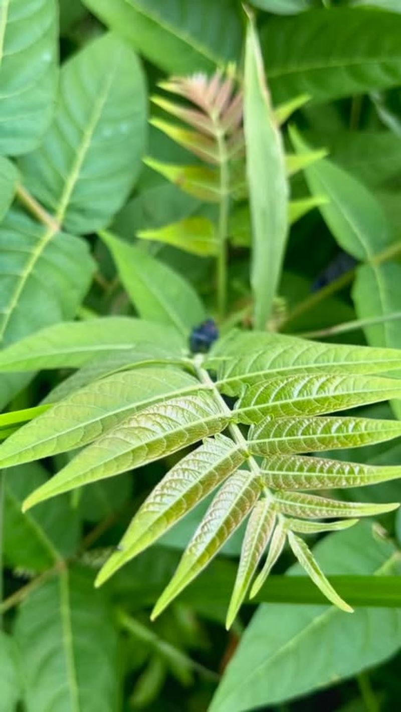 Tree-of-Heaven