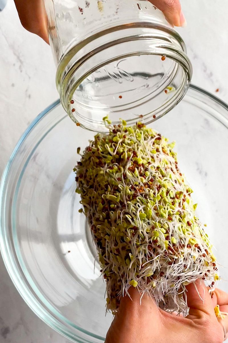 Broccoli Sprouts