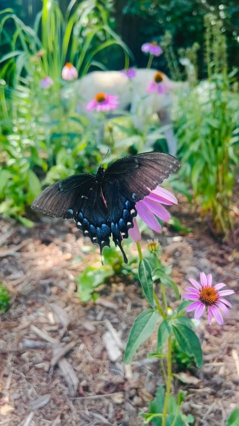 Butterfly Garden With Native Plants