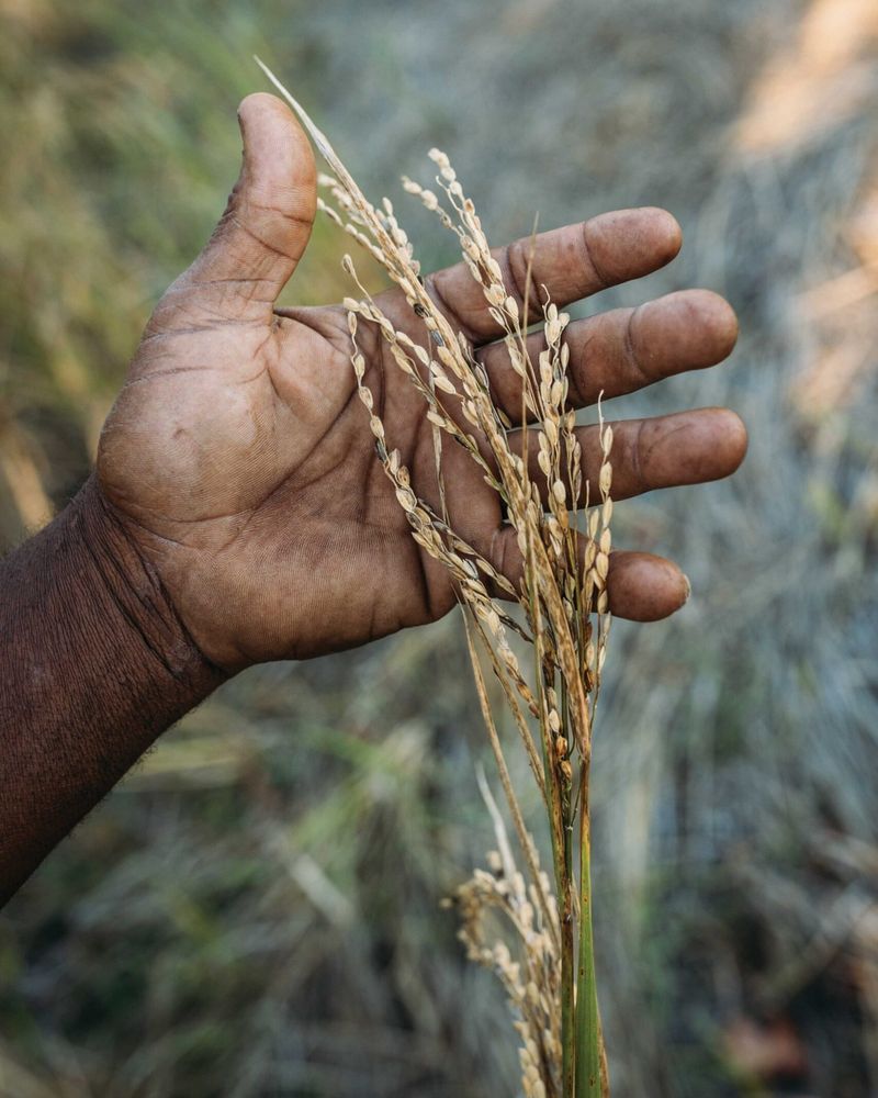 Carolina Gold Rice