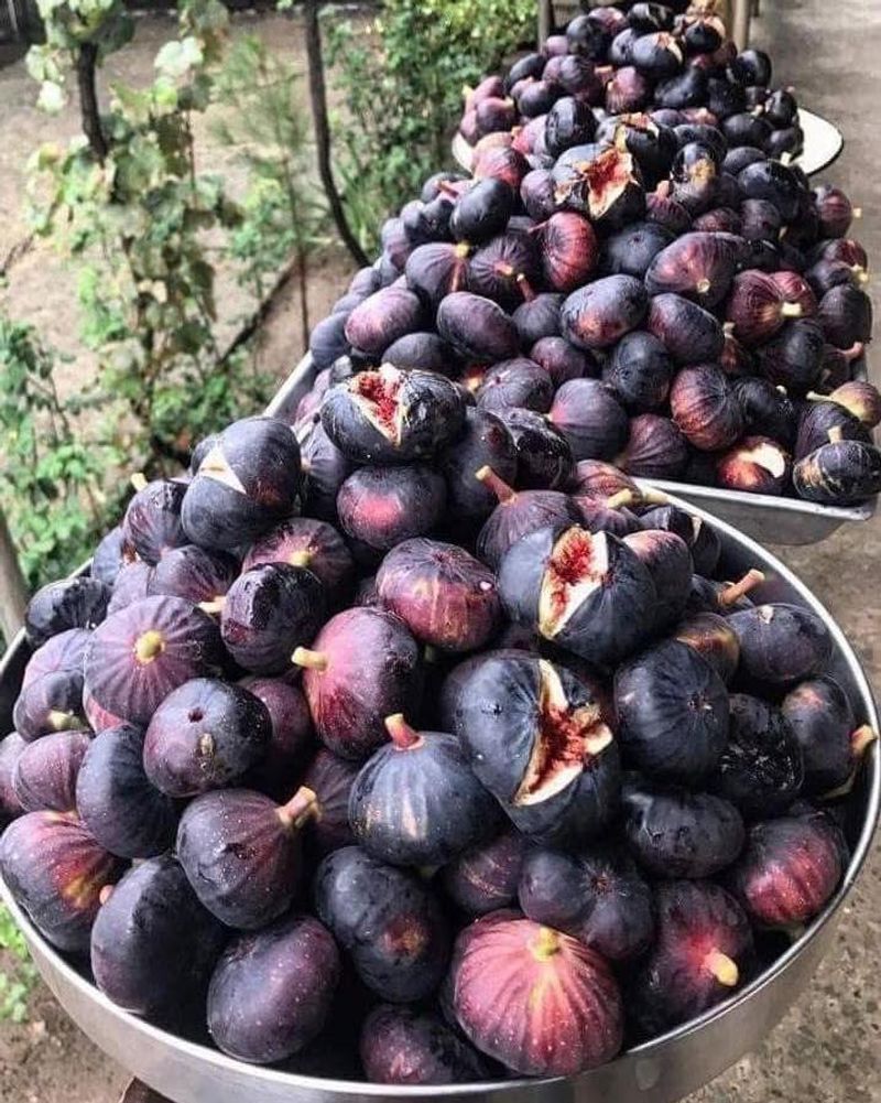 Fig's Mediterranean Magic