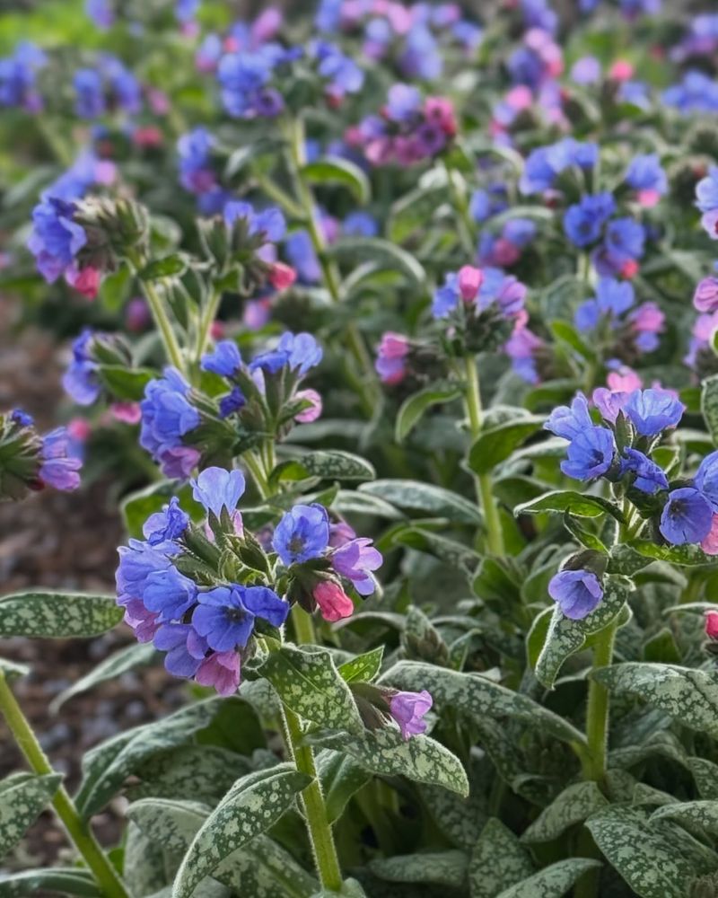 Pulmonaria