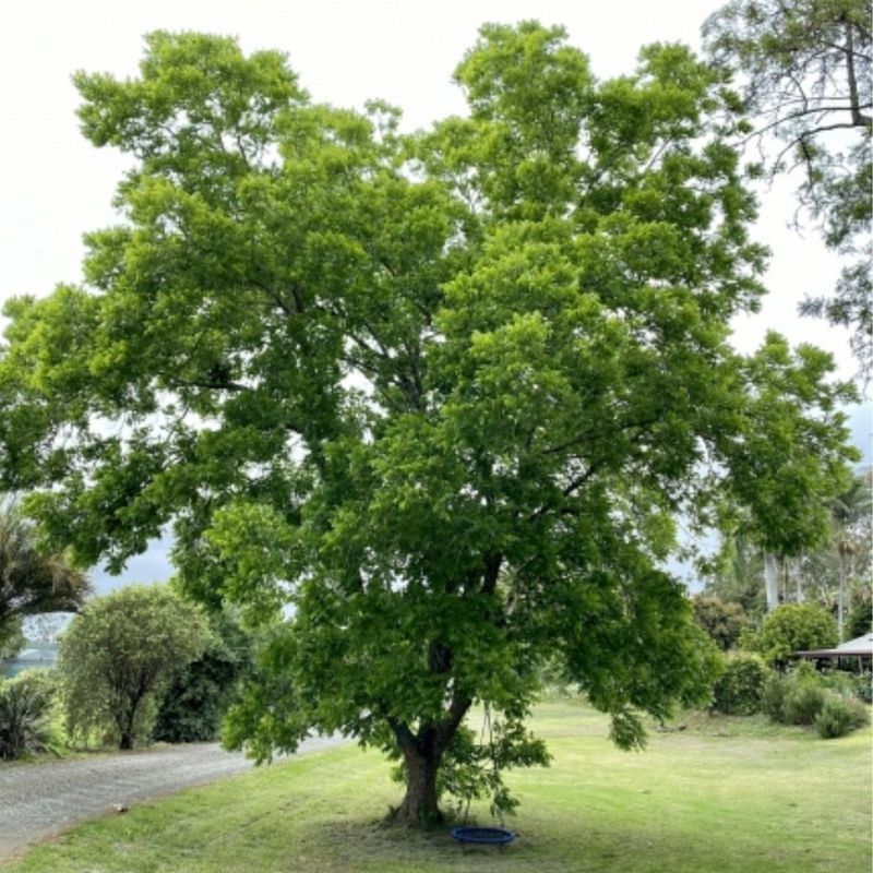 Nut Tree Investment