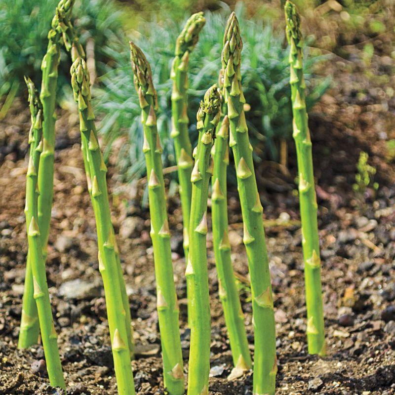 Perennial Vegetable Borders