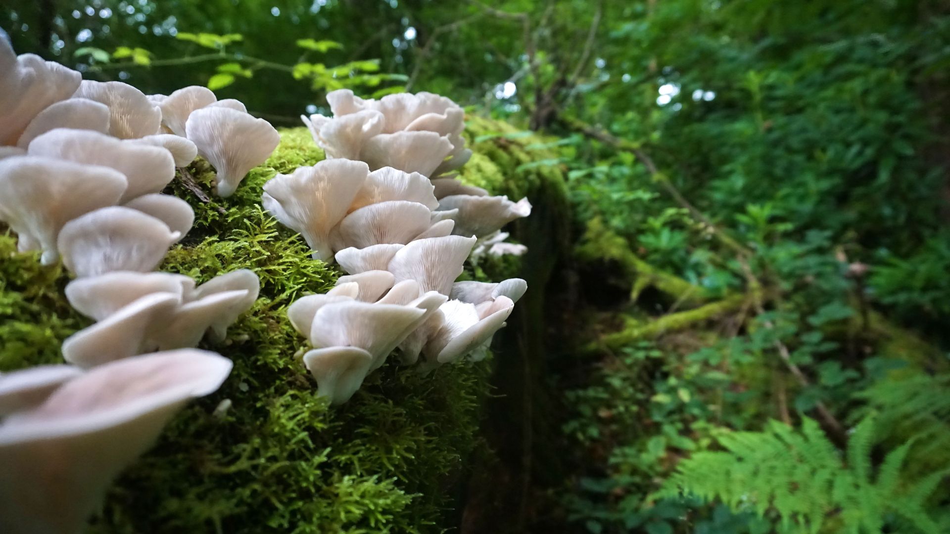 Mushroom Varieties In Oregon That Actually Eat Insects