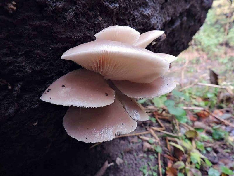 Oyster Mushroom (Pleurotus ostreatus)