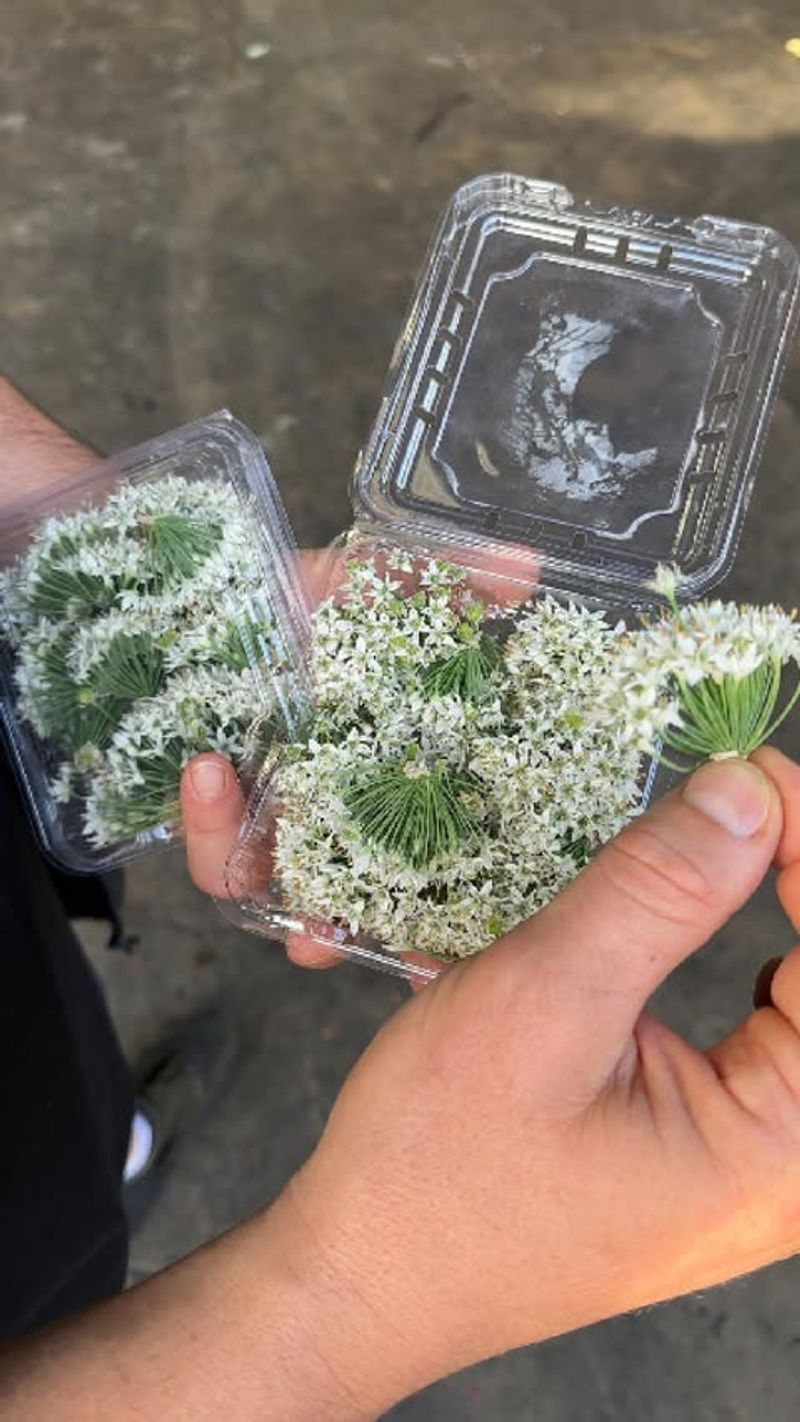 Garlic Chives