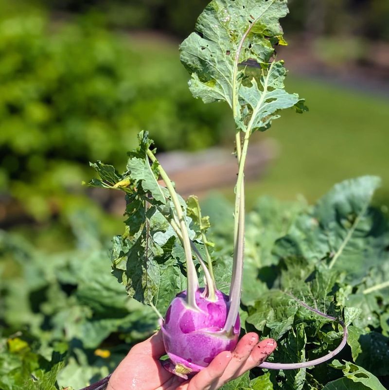 Kohlrabi