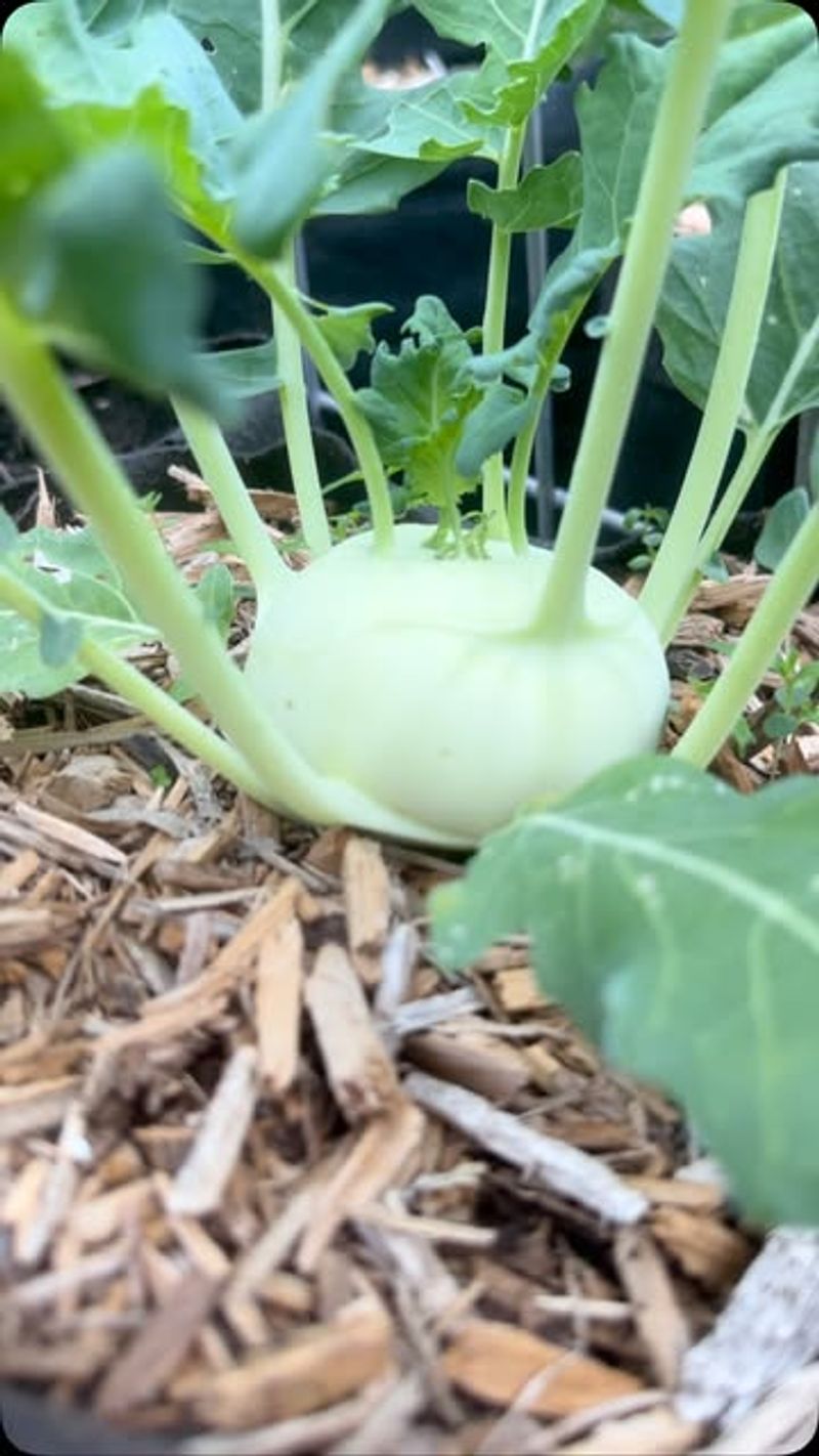 Kohlrabi