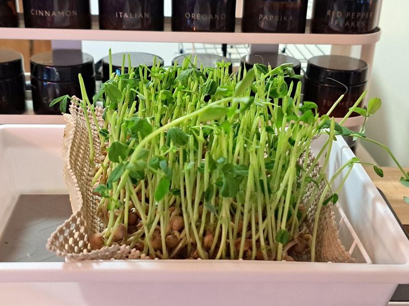 Pea Shoots