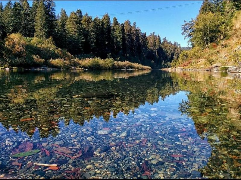 Lakeside's Reflections Of Redwood Majesty
