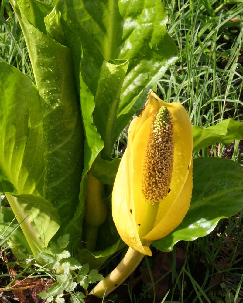 Skunk Cabbage