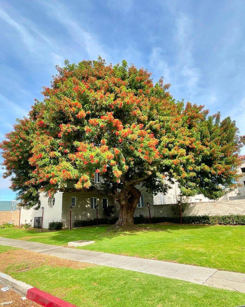 Brazilian Peppertree