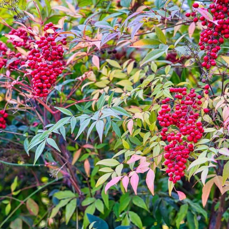 Nandina (Heavenly Bamboo)
