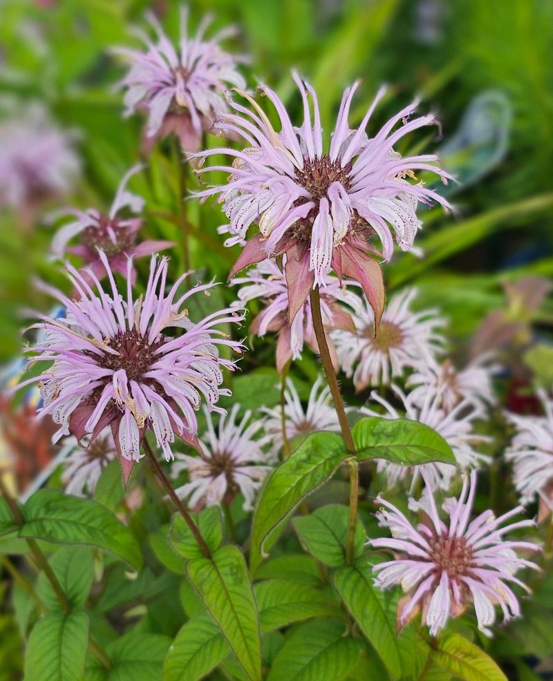 Basil Beebalm