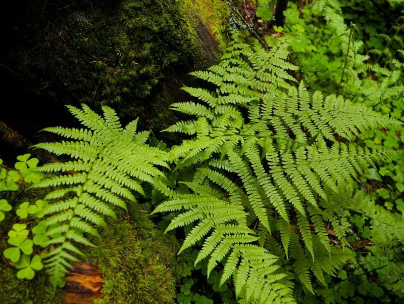 Spiny Wood Fern (Dryopteris expansa)
