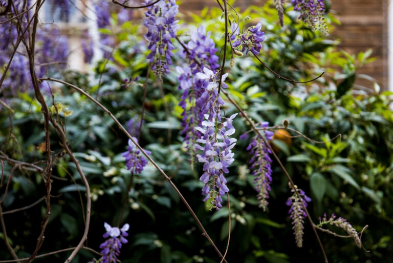 Chinese wisteria (featured image)