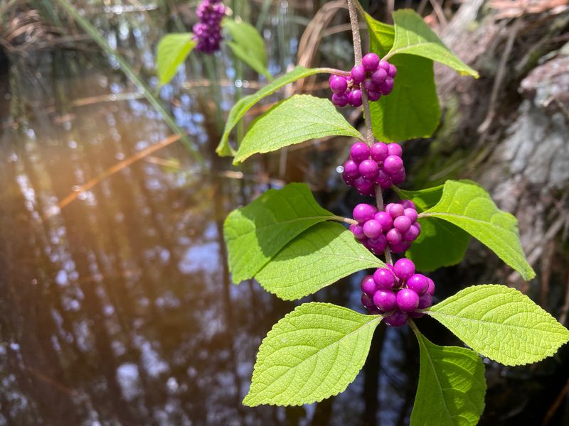 American Beautyberry
