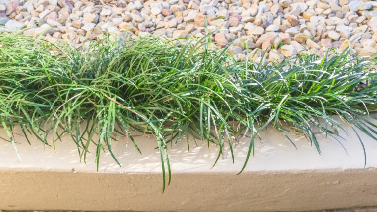Aesthetic garden edge design detail with grass and stone gravel close up view