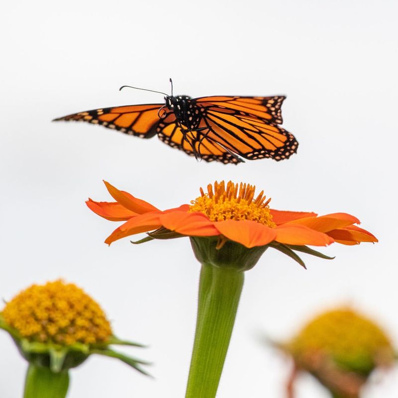 Tithonia