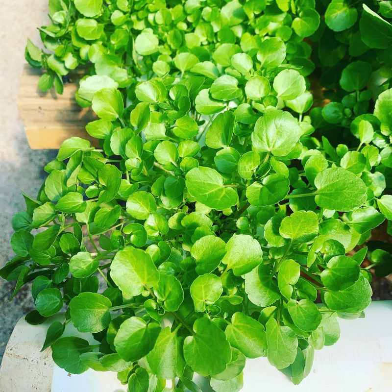 Watercress