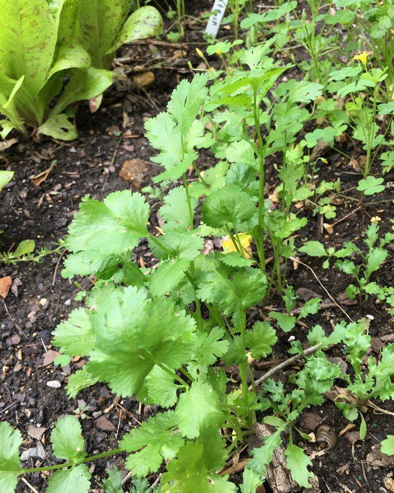 Cilantro Stays Leafy Longer