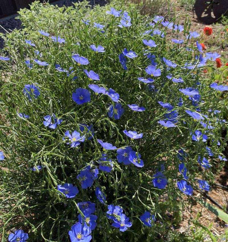 Lewis and Clark Expedition Plants Survive Today