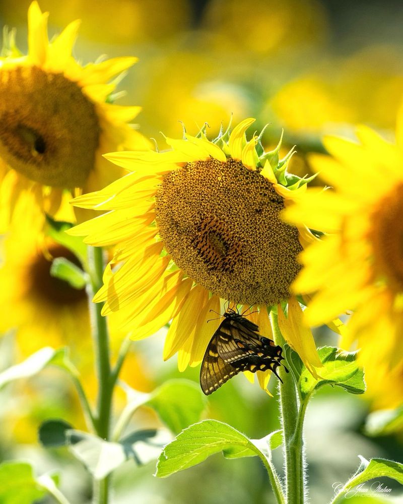 Sunflower Borders That Feed Birds And Bees