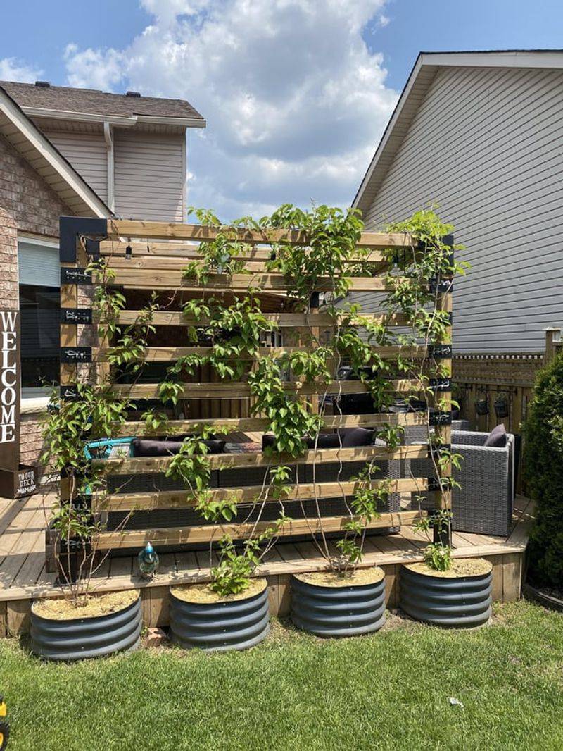 Trellised Kiwi Vines For Vertical Fruiting