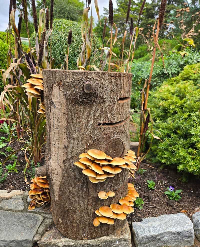 Mushroom Log Preparation