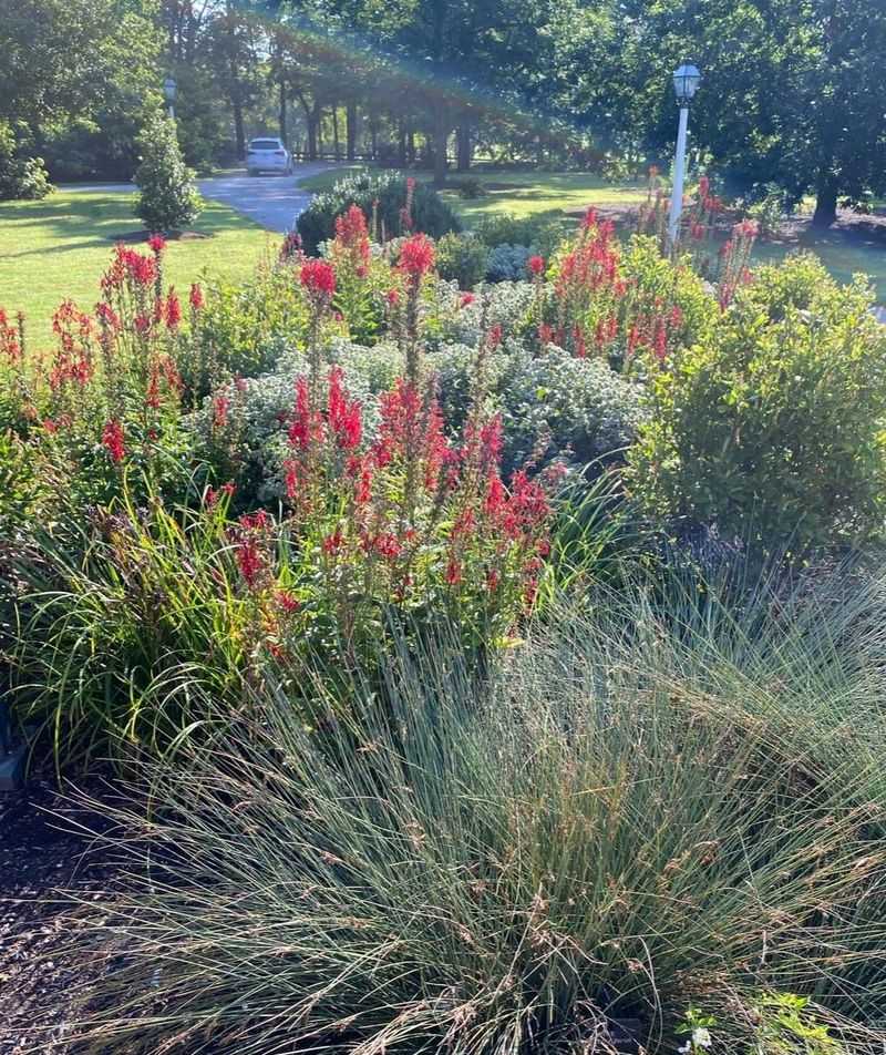 Pocket Rain Gardens