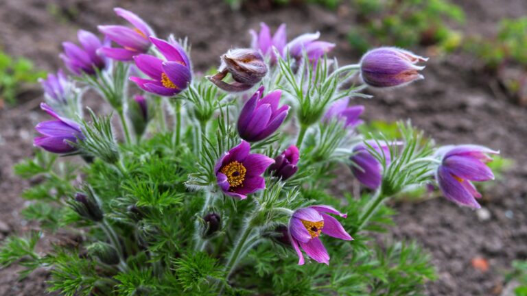 purple pasque flower