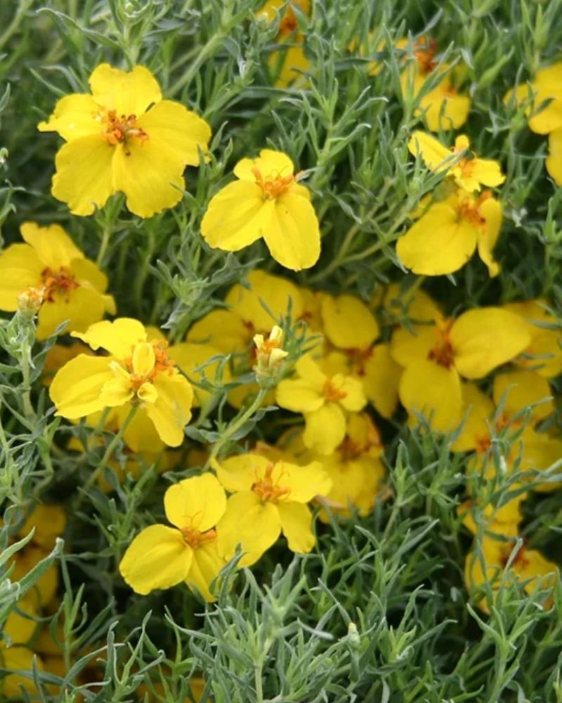 Prairie Zinnia (Zinnia grandiflora)