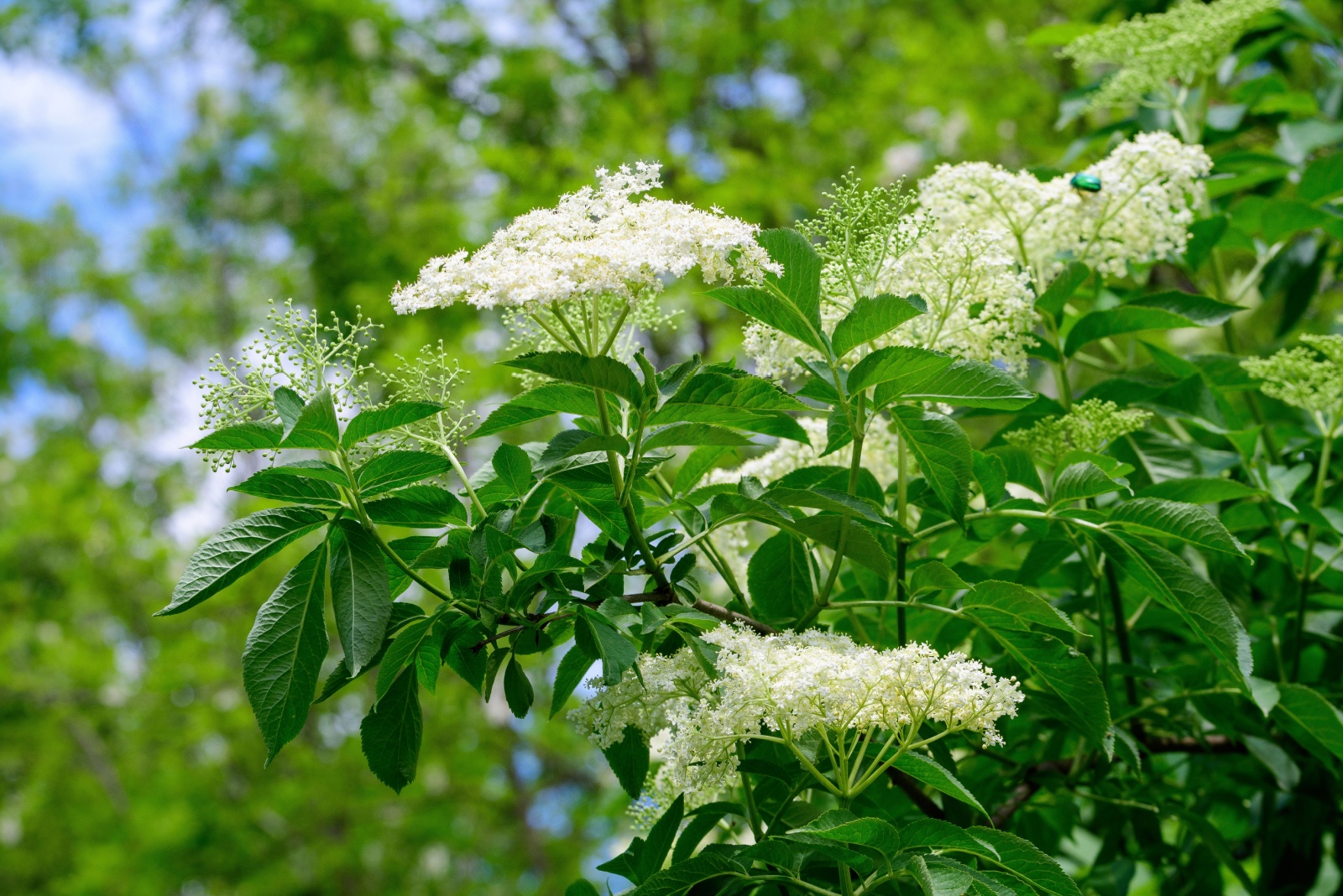 Native Elderberry Hedge Ideas Minneapolis Gardeners Could Use To Support Birds