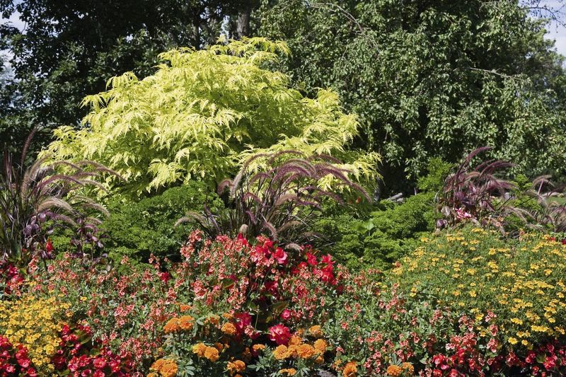 Mixed Native Border With Adams Elderberry
