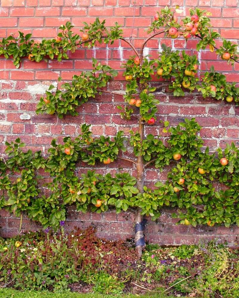 Fruit Tree Espaliers Against Gallery Walls